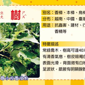 舊社國小–植物牌
